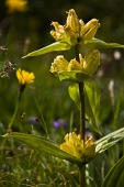 06_Genziana punteggiata